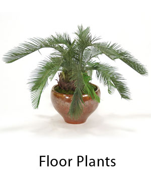 Floor Plants