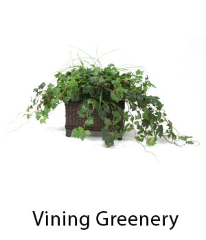 Vining Greenery
