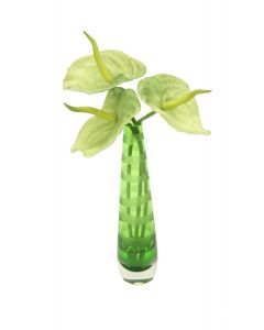 Waterlook® Green Anthuriums in Green-Striped Vase