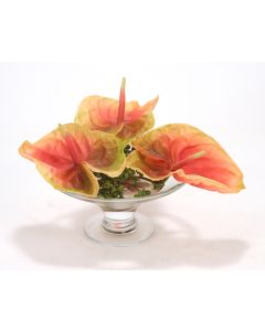 Waterlook® Coral Green Antheriums in Glass Compote