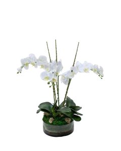 Waterlook® Cream White Phaleanopsis Orchids with Foliage in Low Round Glass Vase