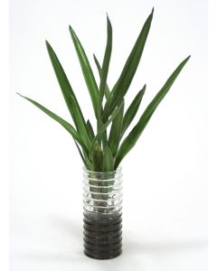 Orchid Plants in Ribbed Glass with Bark