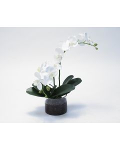 Waterlook® White Phaleanopsis Orchid in Clear Glass Cylinder