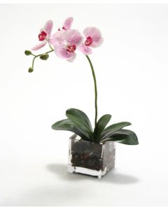 White Purple Pahleanopsis Orchids in Glass Cube