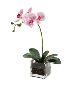 White Purple Pahleanopsis Orchids in Glass Cube