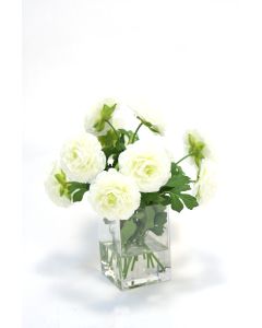 Cream White Ranunculus in Square Vase