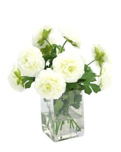 Cream White Ranunculus in Square Vase