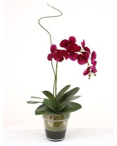 Waterlook® Violet Phaleanopsis Orchid with Whip Grass in Glass Flower Pot Vase