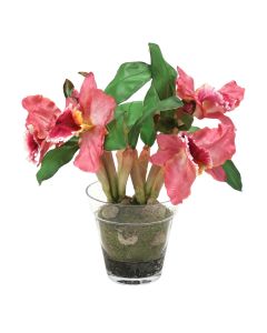Waterlook® Orchid Plant In Glass Pot