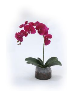 Violet Orchid with Foliage