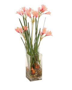 Nerine Lilies with Bulbs in Glass Vase