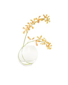 Gold Vanda Orchids in Disk Vase