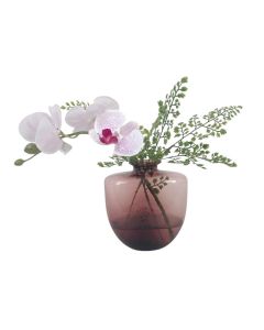 Phalaenopsis Orchid with Maden Hair in an Oregon Vase