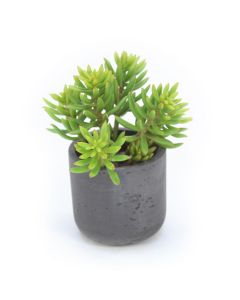 Sedum Succulents in Black Stone Pot (Min Pack 2)