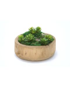 Succulents and Moss in Round Wooden Bowl