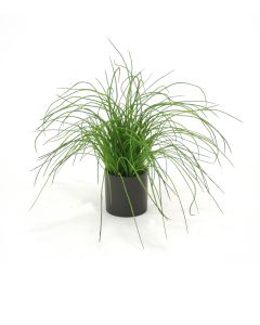 Green Grass in Matte Black Circle Planter