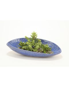Mixed Succulents in Blue Cosmic Curved Tray