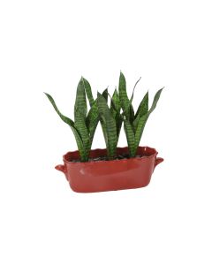 Green Sanseveria in Red Oval Planter