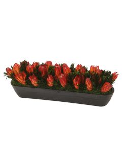 Red Repens in Long Black Planter