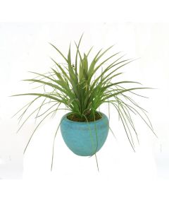 Grass inTurquoise Planter