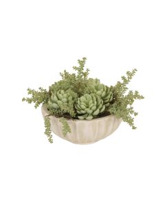 Succulent Garden in White Ribbed Bowl
