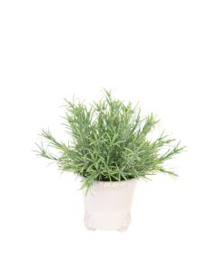 Frosted Rosemary in White Footed Vase