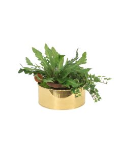 Ivy in Brass Container