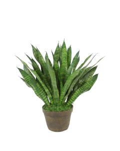 Sansevieria in Clay Planter