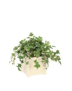 Ivy in White Artisan Container