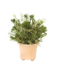 Oasis Green Platys Foliage in Tri Footed Foot Pot