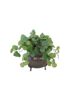 Pilea Greenery in Tri Footed Pot  (Packed  2)