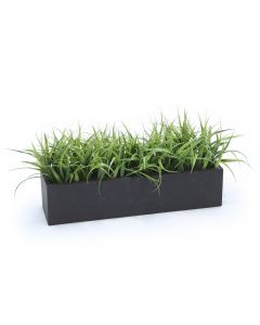 Grass in Black Box