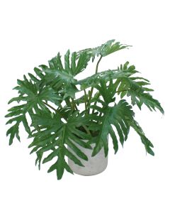 Philodendron Selloum Leaves in Grey Wash Pot