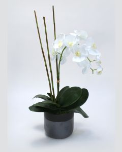 White Phaleanopsis Orchid in Black Ceramic