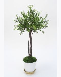 Small Thyme Tree in White Pot With Gold Saucer