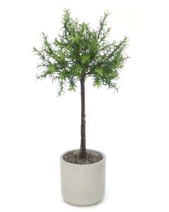 Rosemary Thyme Tree in LIght Grey Pot