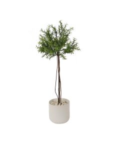 Small Thyme Tree in White Planter