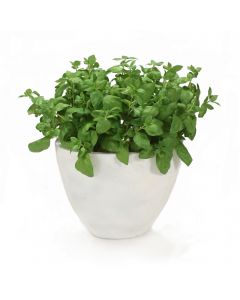 Basil in Oval Planter