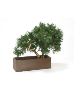 Pine Bonsai In Brown Rectangular Planter