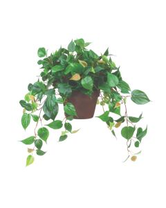 Philodendron in Rustic Brown 7" Azalea Planter
