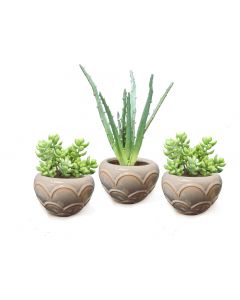 Green Succulent Stems in Small Scallopped Beige Round Bowl - 3 Pc Set