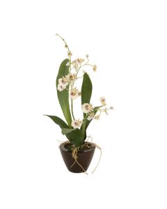 White Oncidium Orchid in Small Black Planter- Premade