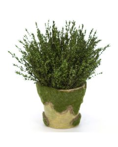 Grabia Basil in Moss Pot