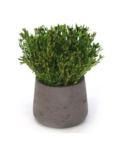 Green Pubescens in Chocolate Planter (Pack 2)