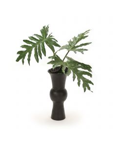 Selloum Philo Leaf with Pods in Black Container
