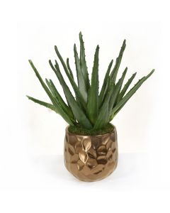 Agave Plant in Gold Planter