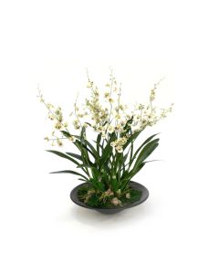 Dancing Orchids in Black Oval Planter