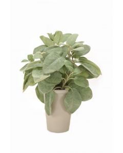 Sage in Grey French Pot