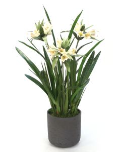 Cream White Crown Imperial with Orchid Foliage in Black Pot