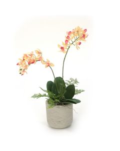 Mini Phalaenopsis Plants in Sm Grey Planter (Pack 2)